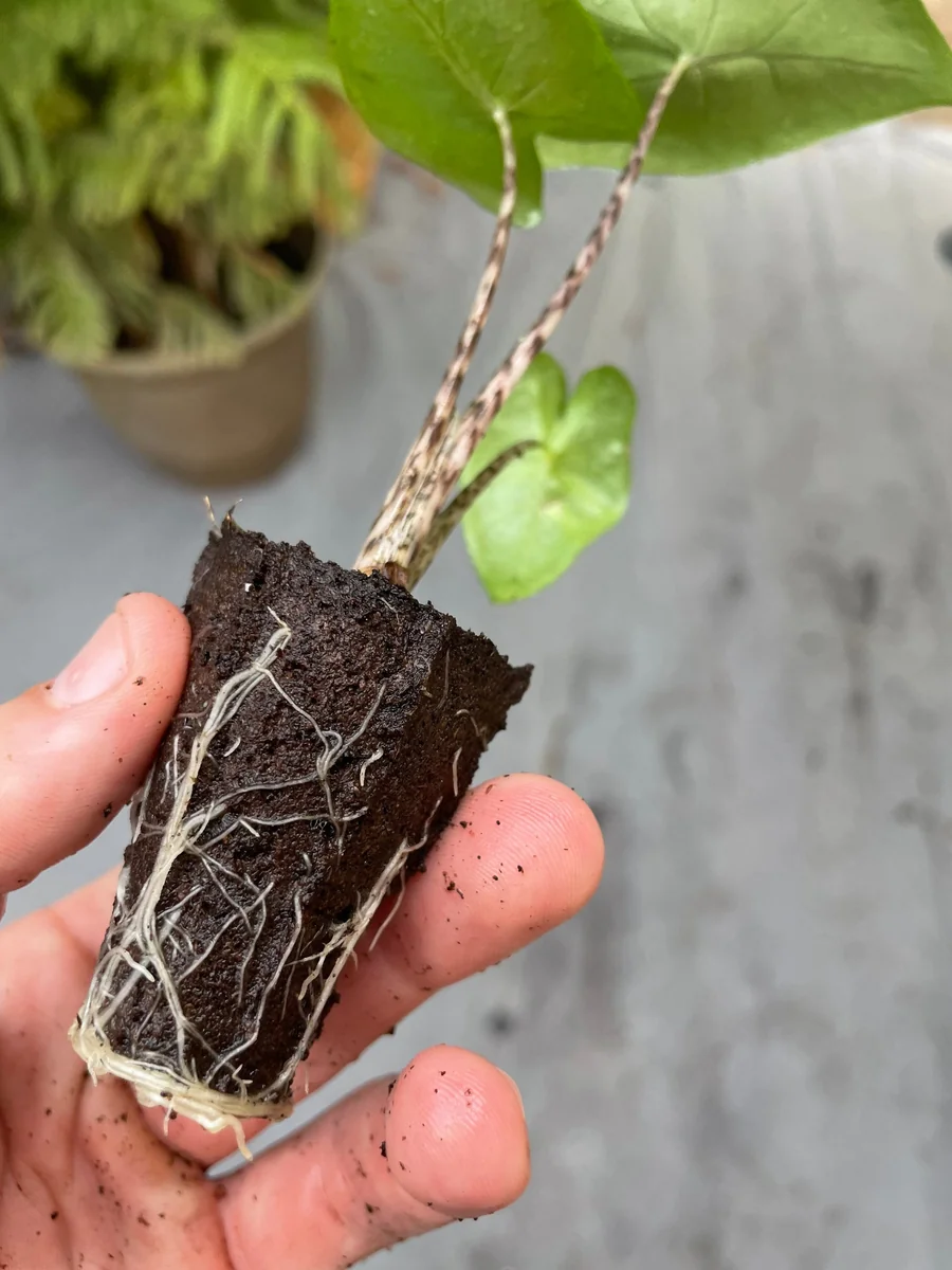 Alocasia Zebrina Live Plant - Exotic Indoor Houseplant - Image 5