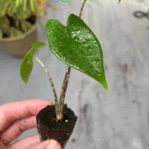 Alocasia Zebrina Live Plant - Exotic Indoor Houseplant - Image 6