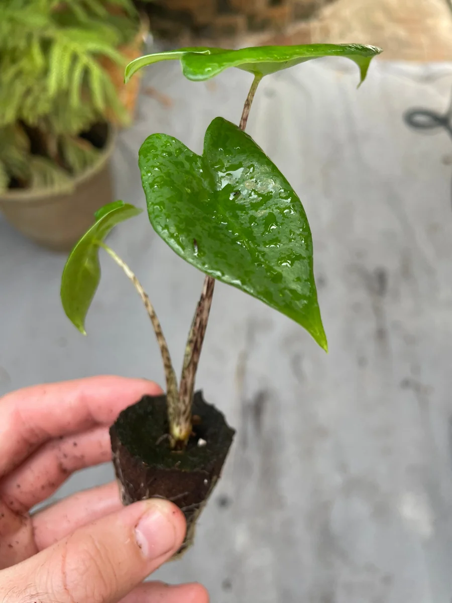 Alocasia Zebrina Live Plant - Exotic Indoor Houseplant - Image 6