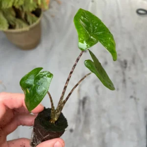 Alocasia Zebrina Live Plant - Exotic Indoor Houseplant - Image 7