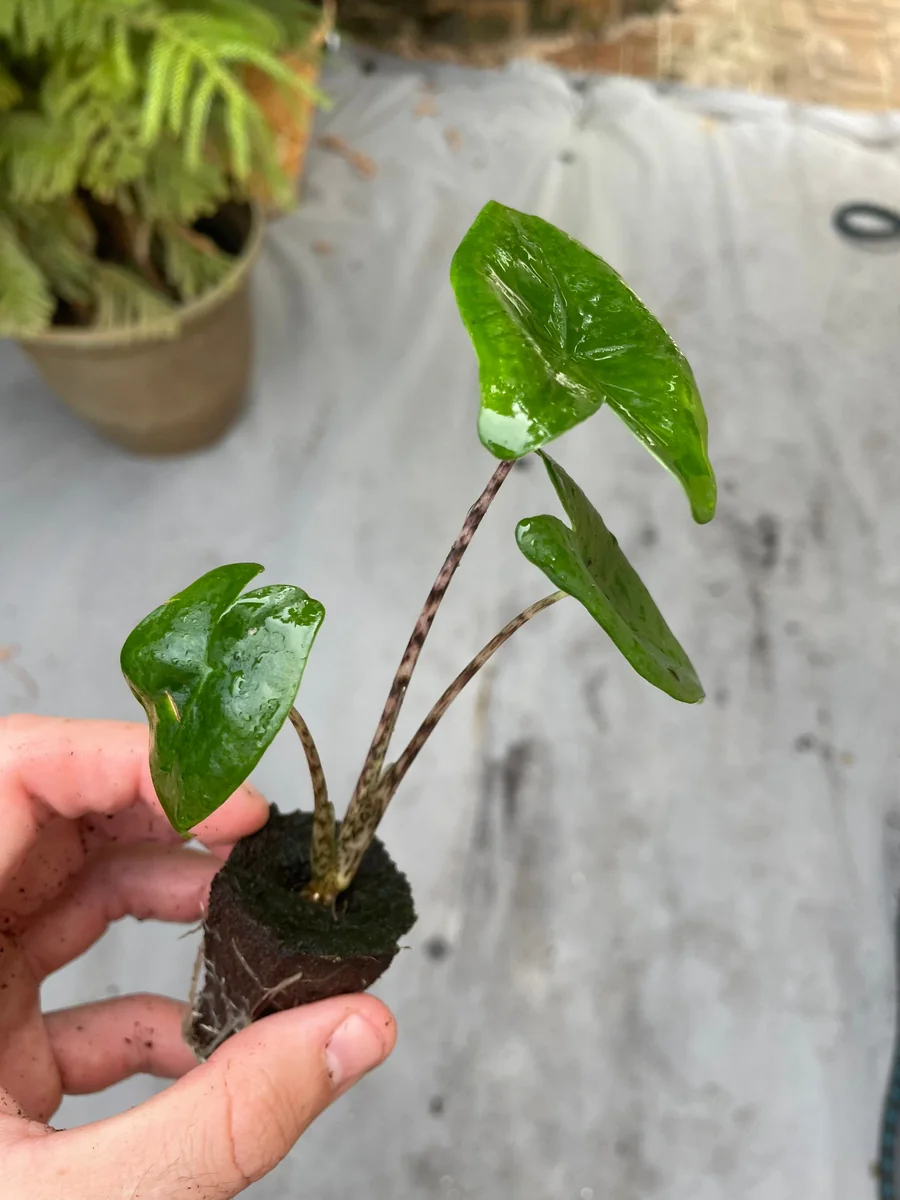 Alocasia Zebrina Live Plant - Exotic Indoor Houseplant - Image 7