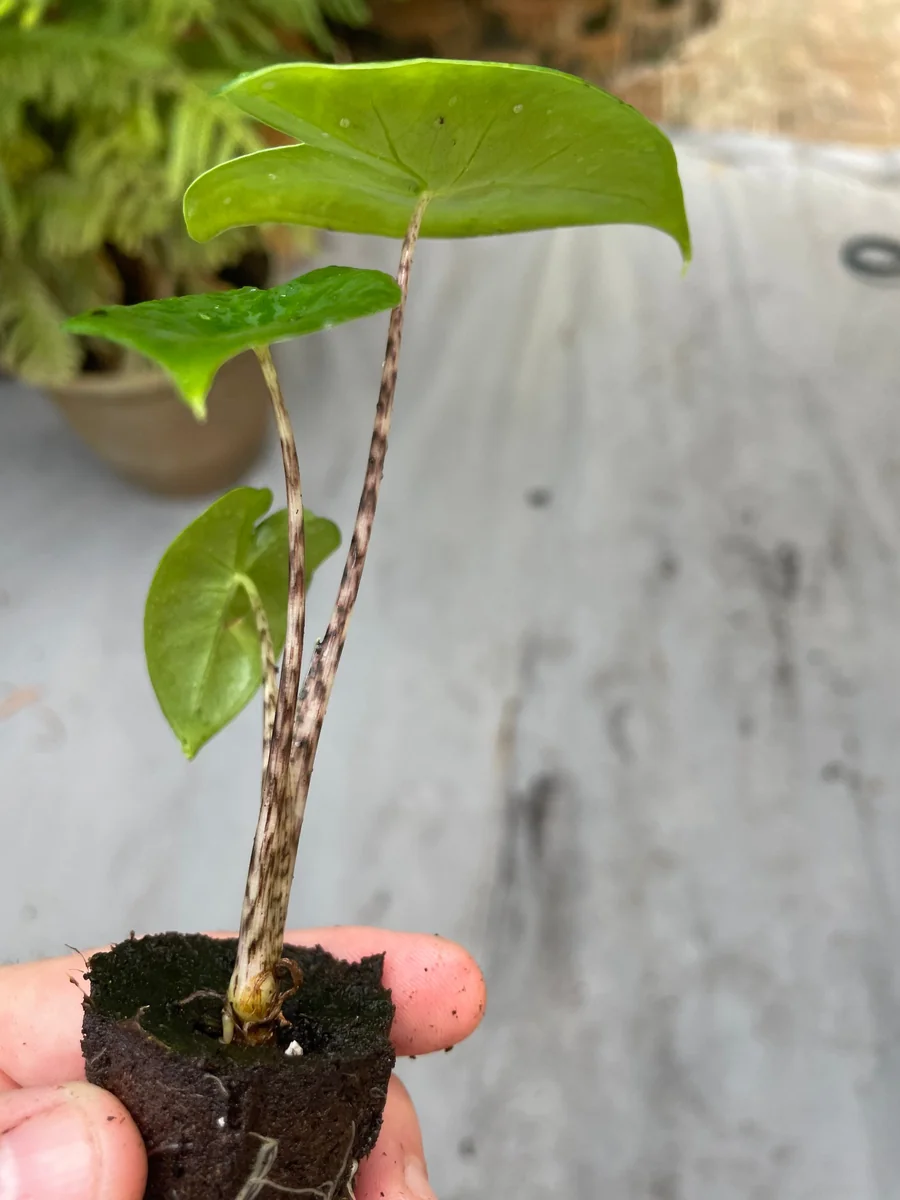 Alocasia Zebrina Live Plant - Exotic Indoor Houseplant - Image 8