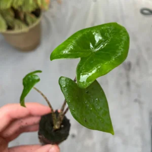 Alocasia Zebrina Live Plant - Exotic Indoor Houseplant - Image 9