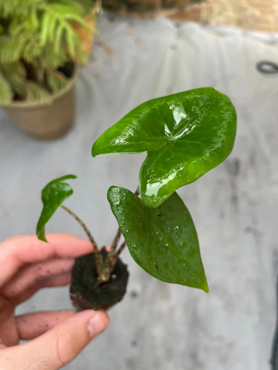 Alocasia Zebrina Live Plant - Exotic Indoor Houseplant - Image 9