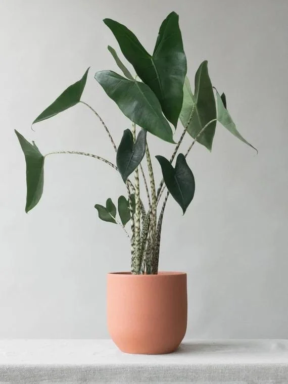 Alocasia Zebrina Live Plant - Exotic Indoor Houseplant - Image 1