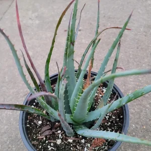Aloe Blue Elf Succulent Live Plant - Drought Tolerant Houseplant - Image 1