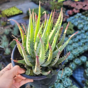 Aloe Blue Elf Succulent Live Plant - Drought Tolerant Houseplant - Image 4