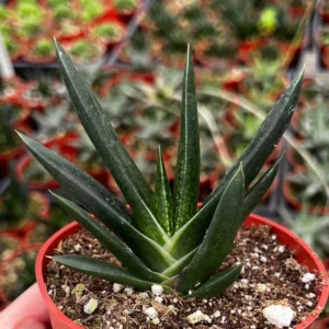 Aloe Gasteria Live Succulent Plant - 4'' Pot - Indoor Houseplant - Image 1