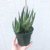 Aloe Krakatoa Succulent Live Plant – 4 Inch Aloe Hybrid – Indoor & Outdoor - Image 1