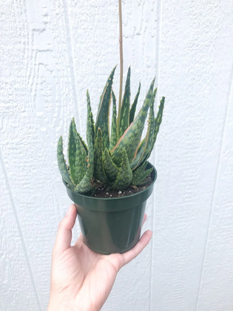 Aloe Krakatoa Succulent Live Plant – 4 Inch Aloe Hybrid – Indoor & Outdoor - Image 1
