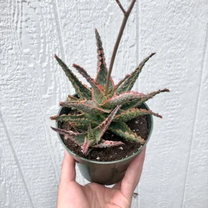 Aloe 'Oik' Succulent Live Plant – 4 inch Potted Hybrid – Indoor/Outdoor - Image 1