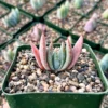 Aloe Peglerae Live Plant - Rare Rosette Pink Succulent in 3.5" Pot - Image 1