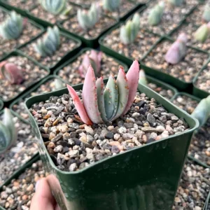 Aloe Peglerae Live Plant - Rare Rosette Pink Succulent in 3.5