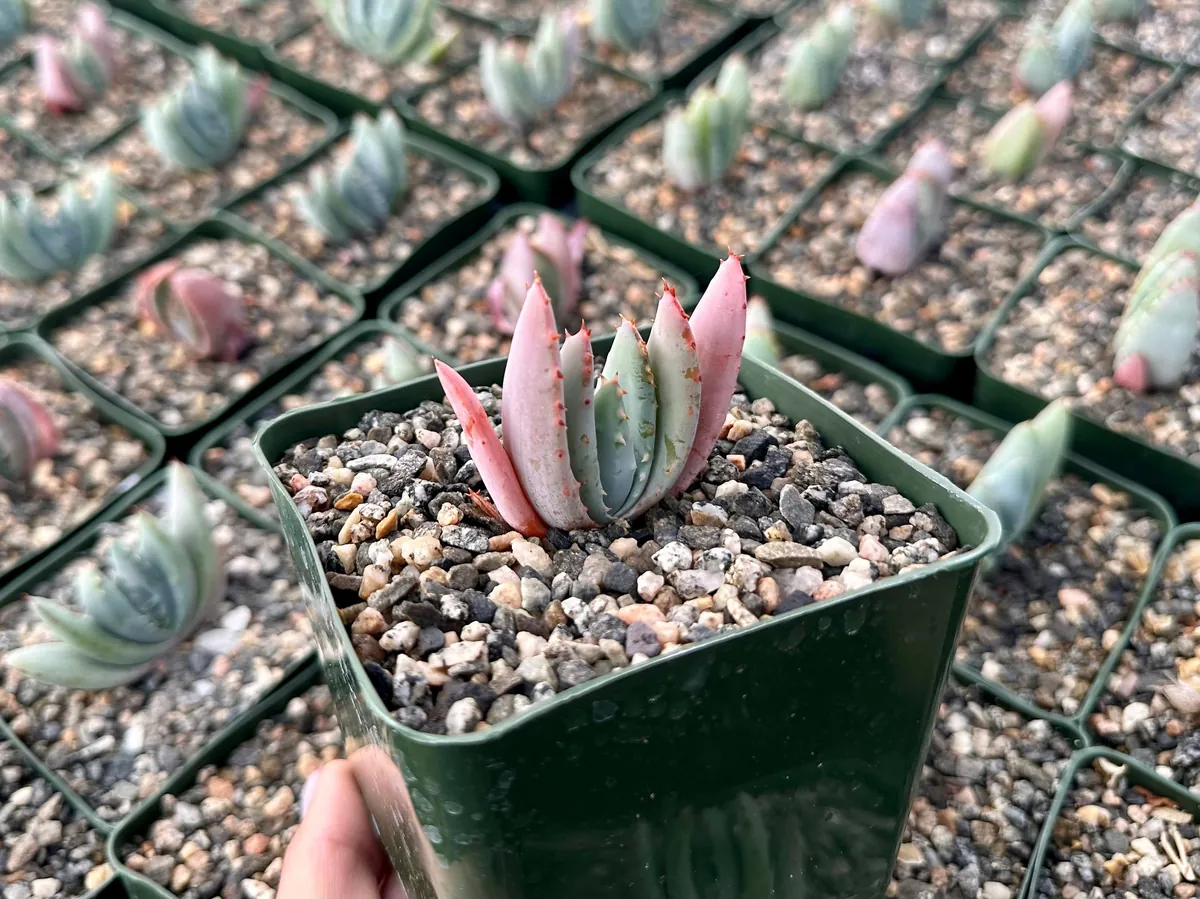 Aloe Peglerae Live Plant - Rare Rosette Pink Succulent in 3.5" Pot - Image 2
