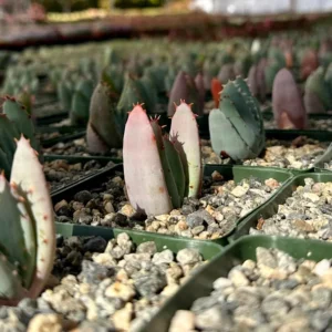 Aloe Peglerae Live Plant - Rare Rosette Pink Succulent in 3.5