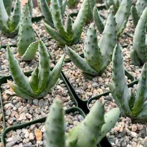 Aloe Peglerae Live Plant - Rare Rosette Pink Succulent in 3.5