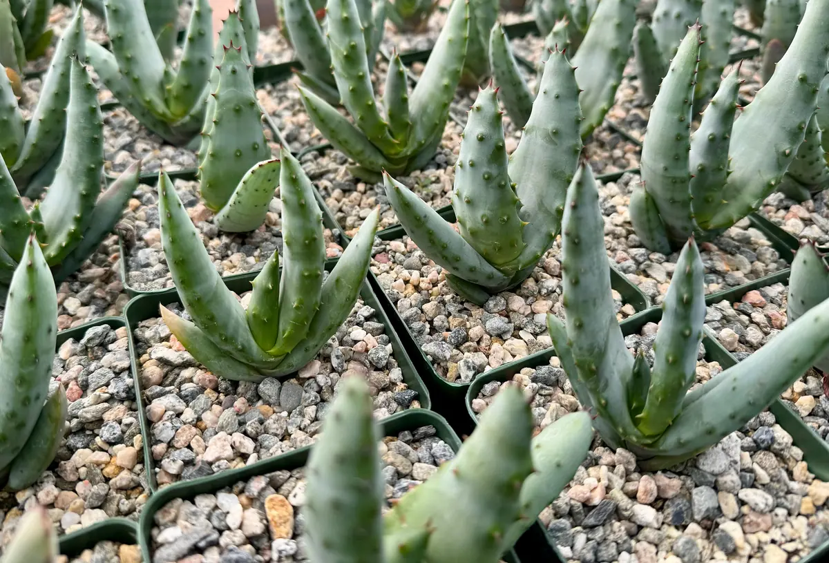 Aloe Peglerae Live Plant - Rare Rosette Pink Succulent in 3.5" Pot - Image 4