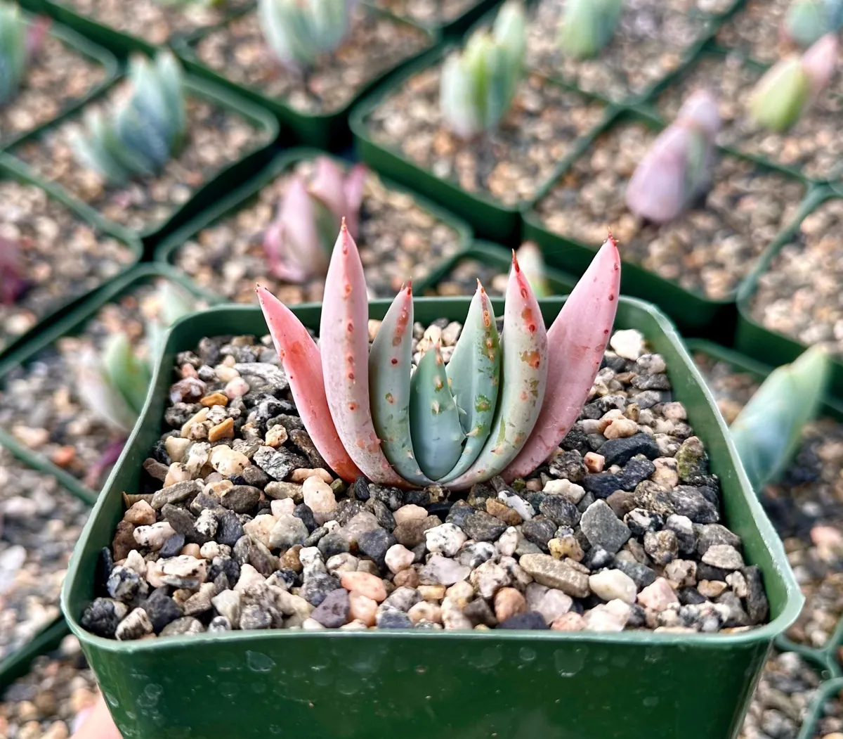 Aloe Peglerae Live Plant - Rare Rosette Pink Succulent in 3.5" Pot - Image 1
