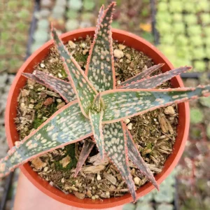 Aloe 'Pink Blush' Succulent Live Plant - Drought Tolerant Houseplant - Image 2