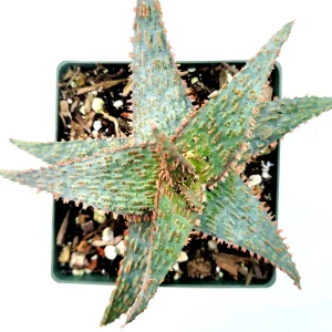 Aloe 'Pink Blush' Succulent Live Plant - Drought Tolerant Houseplant - Image 3