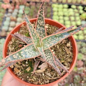 Aloe 'Pink Blush' Succulent Live Plant - Drought Tolerant Houseplant - Image 1