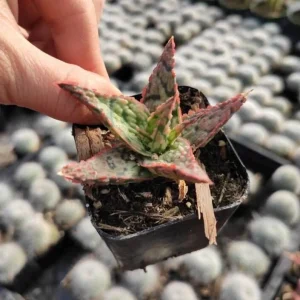 Aloe 'Pink Blush' Succulent Live Plant - Drought Tolerant Houseplant - Image 6