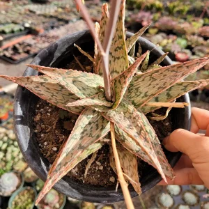 Aloe 'Pink Blush' Succulent Live Plant - Drought Tolerant Houseplant - Image 7