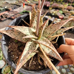 Aloe 'Pink Blush' Succulent Live Plant - Drought Tolerant Houseplant - Image 8