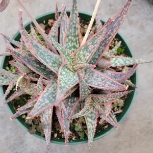 Aloe 'Pink Blush' Succulent Live Plant - Drought Tolerant Houseplant - Image 9