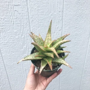 Aloe 'Pink Thing' Succulent Live Plant – 4 inch Potted Aloe Hybrid - Image 1