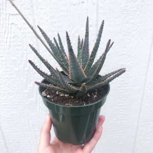 Aloe Purple Haze Succulent Live Plant - 4 inch Potted Aloe Hybrid - Image 1