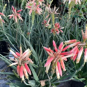 Aloe Safari Sunrise Live Plant – 6 inch Pot – Medium Green – Indoor/Outdoor - Image 1