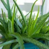 Aloe Vera Live Plant - 3-6" Tall, 2" Pot - Aloe barbadensis miller Succulent - Image 1