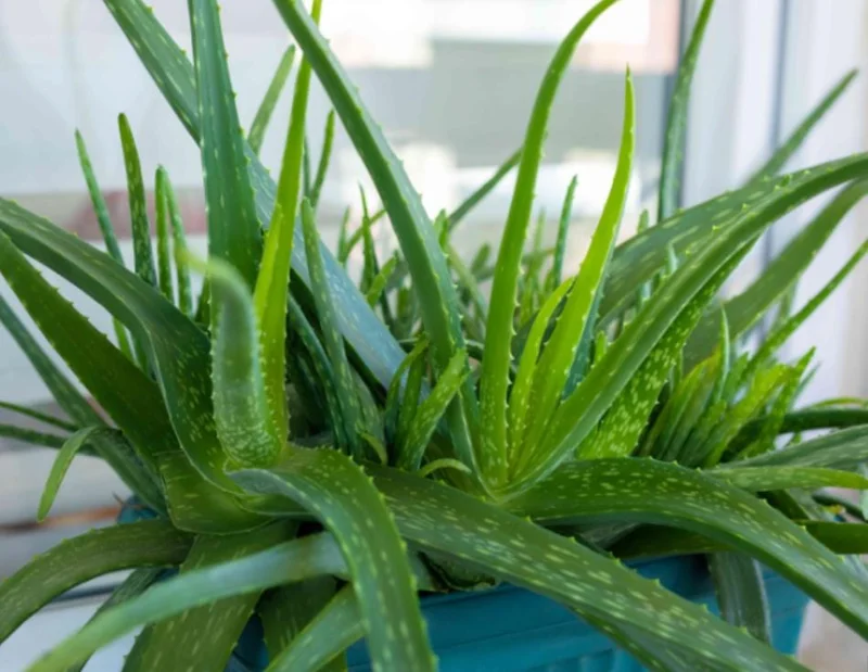 Aloe Vera Live Plant - 3-6" Tall, 2" Pot - Aloe barbadensis miller Succulent - Image 1