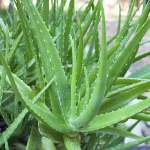 Aloe Vera Live Plant - 3-6