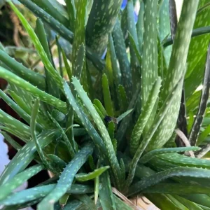 Aloe Vera Live Plant - 3-6