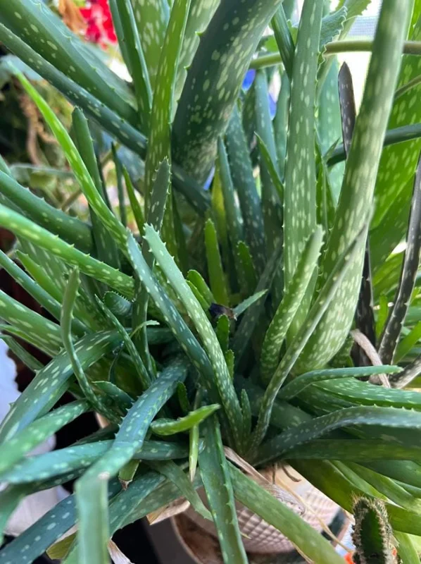 Aloe Vera Live Plant - 3-6" Tall, 2" Pot - Aloe barbadensis miller Succulent - Image 3