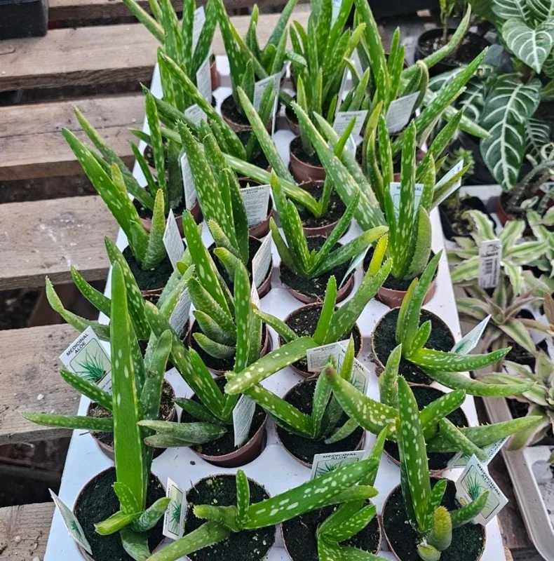 Aloe Vera Live Plant - 3-6" Tall, 2" Pot - Aloe barbadensis miller Succulent - Image 4