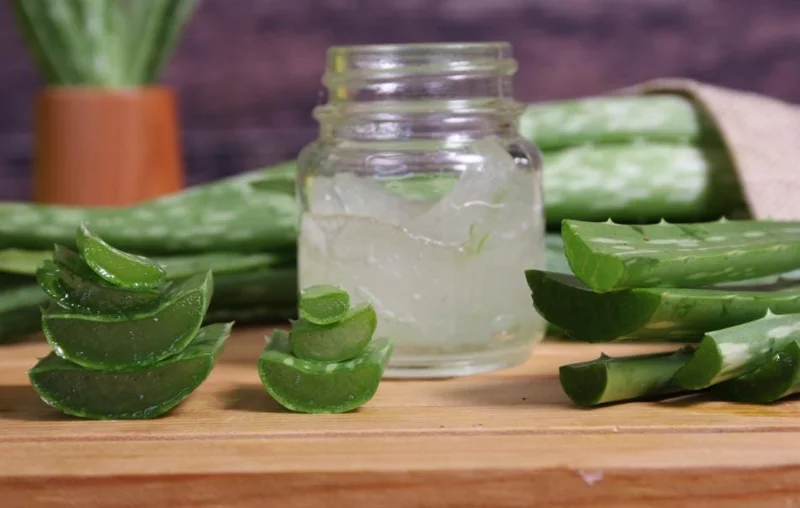 Aloe Vera Live Plant - 3-6" Tall, 2" Pot - Aloe barbadensis miller Succulent - Image 5