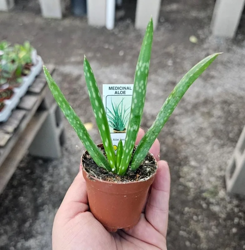 Aloe Vera Live Plant - 3-6" Tall, 2" Pot - Aloe barbadensis miller Succulent - Image 6
