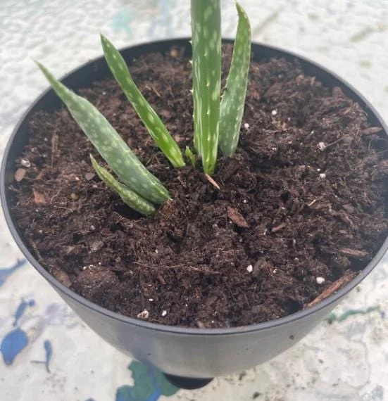 Aloe Vera Live Plant - 3-6" Tall, 2" Pot - Aloe barbadensis miller Succulent - Image 7