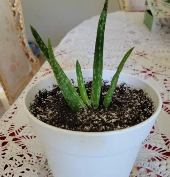 Aloe Vera Live Plant - 3-6" Tall, 2" Pot - Aloe barbadensis miller Succulent - Image 8