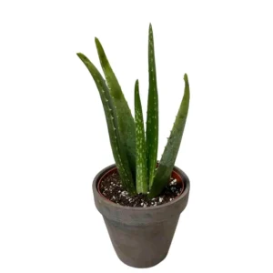 Aloe Vera Live Plant - 4 inch Nursery Pot - Succulent Houseplant - Image 2