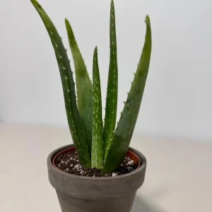 Aloe Vera Live Plant - 4 inch Nursery Pot - Succulent Houseplant - Image 5