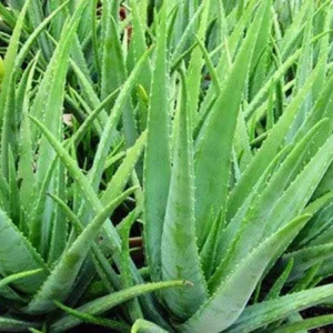 Aloe Vera Live Plant - 4 inch Pot - Indoor Succulent - Easy Care - Image 2