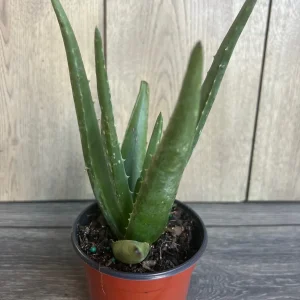 Aloe Vera Live Plant - Easy Care Succulent in 4 inch Nursery Pot - Image 1