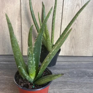 Aloe Vera Live Plant - Easy Care Succulent in 4 inch Nursery Pot - Image 6