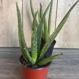 Aloe Vera Live Plant - Easy Care Succulent in 4 inch Nursery Pot - Image 7
