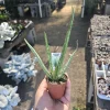 Aloe Vera Live Plant – Medicine Plant Succulent – 2in Pot – Indoor - Image 1