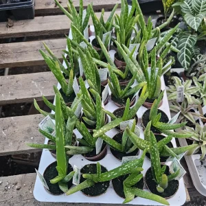 Aloe Vera Live Plant – Medicine Plant Succulent – 2in Pot – Indoor - Image 2